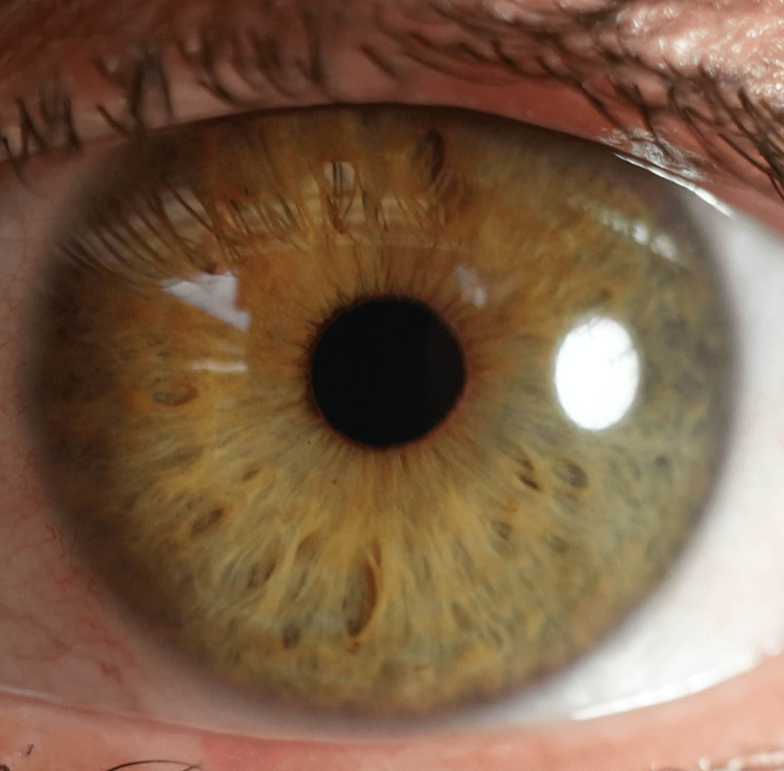 Fotografía original de un ojo antes de procesarla con IrisTool